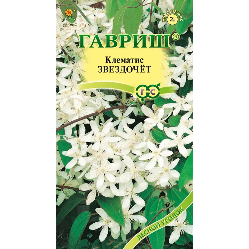 Клематис короткохвостый "Звездочет"