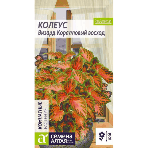 Колеус Визард Коралловый Восход Семена Алтая, 10 шт