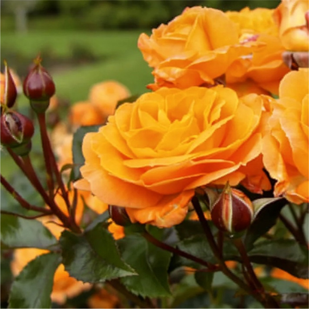 Роза "Оранж Сенсейшн", Семена Алтая, 1 шт