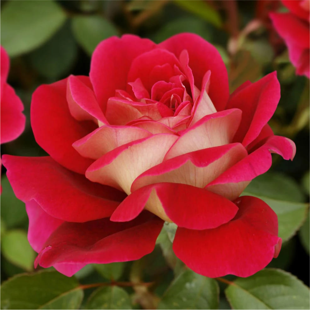 Роза "Кроненбург", Семена Алтая, 1 шт