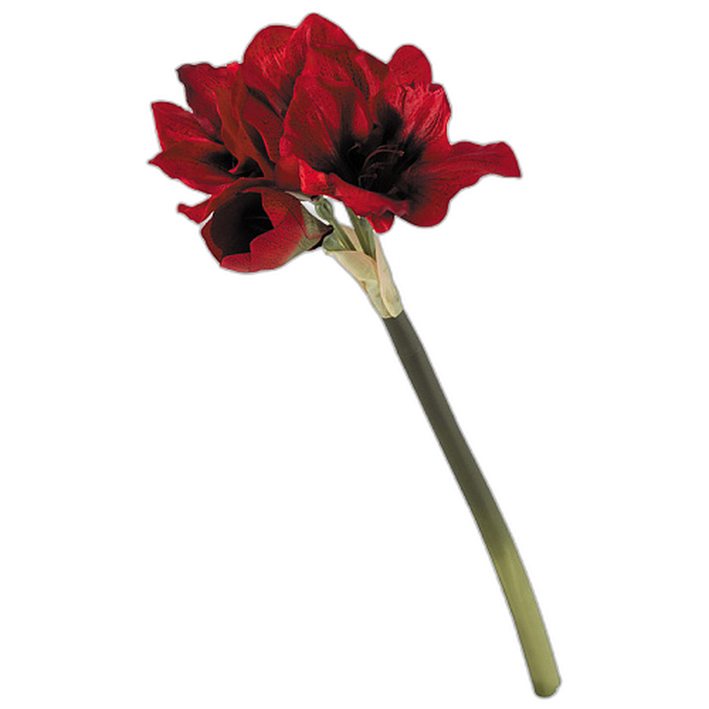 Цветок "Гиппеаструм" 004062