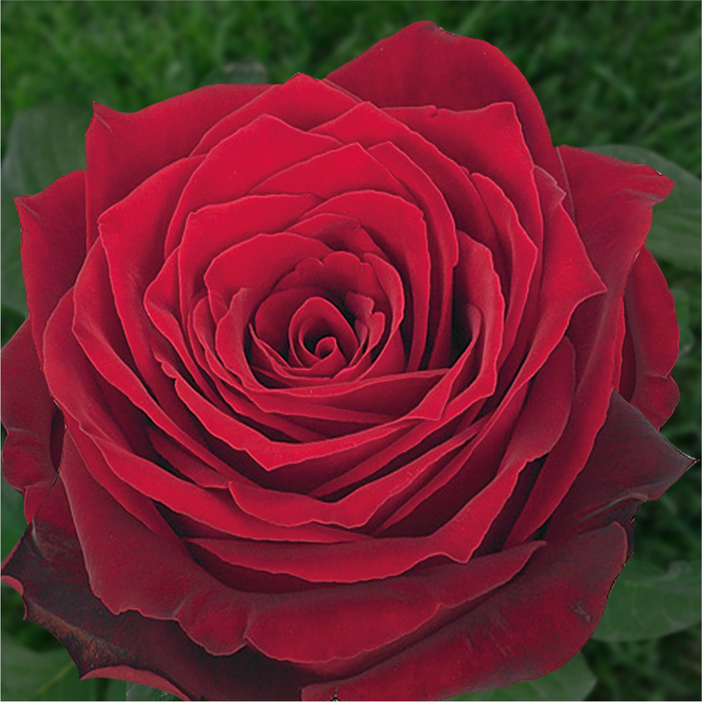 Роза "Ред Наомиг", Семена Алтая, 1 шт