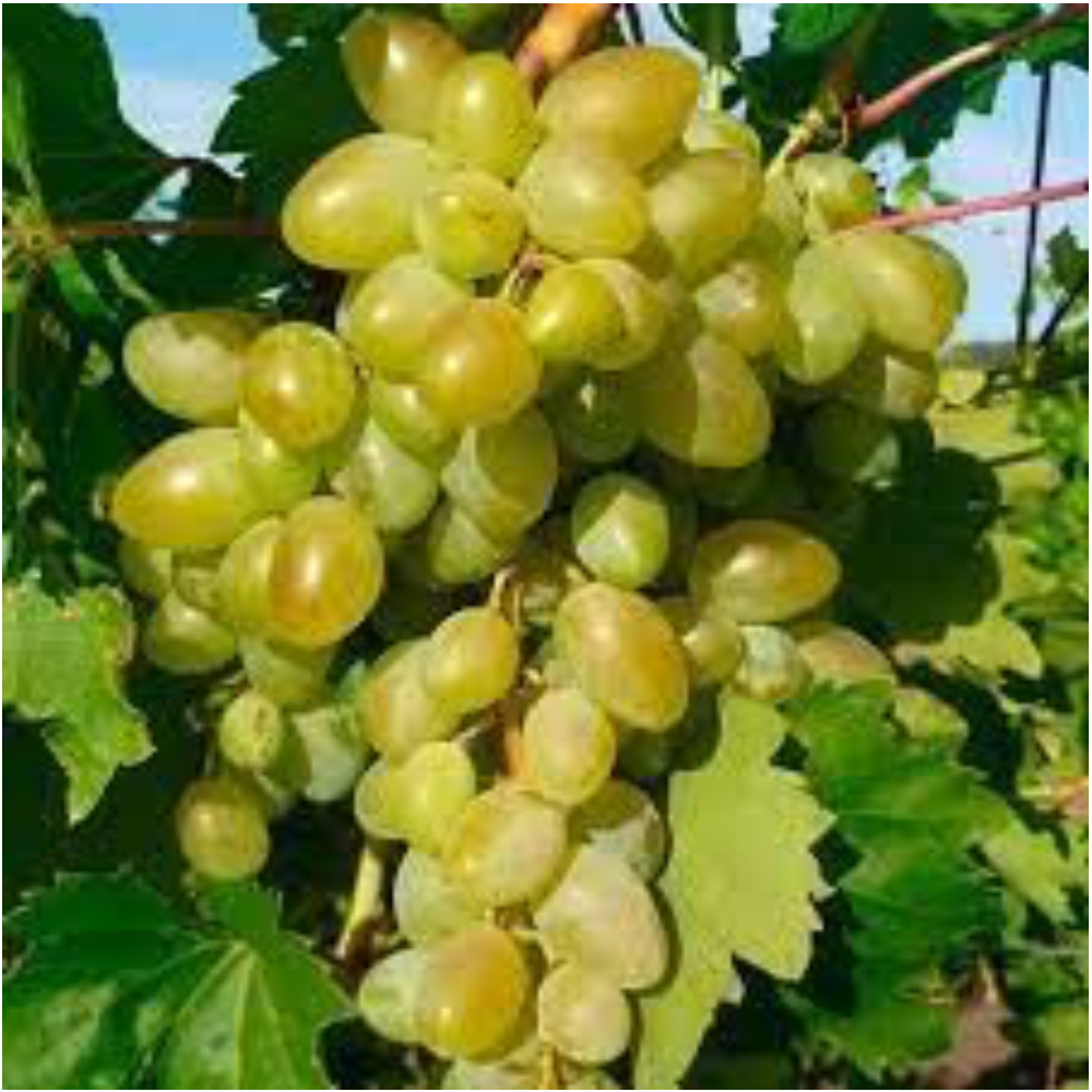 Виноград "Аркадия", Семена Алтая, 1 шт