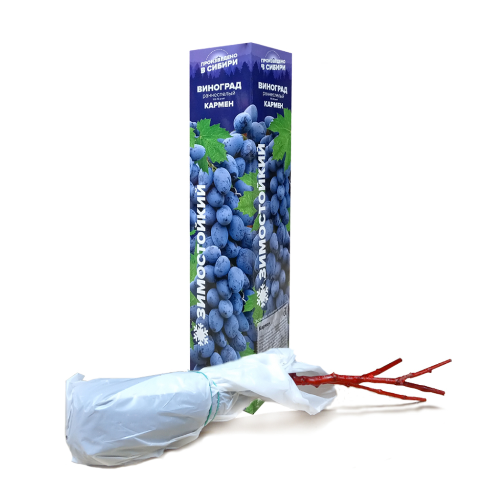 Виноград "Кармен", Семена Алтая, 1 шт