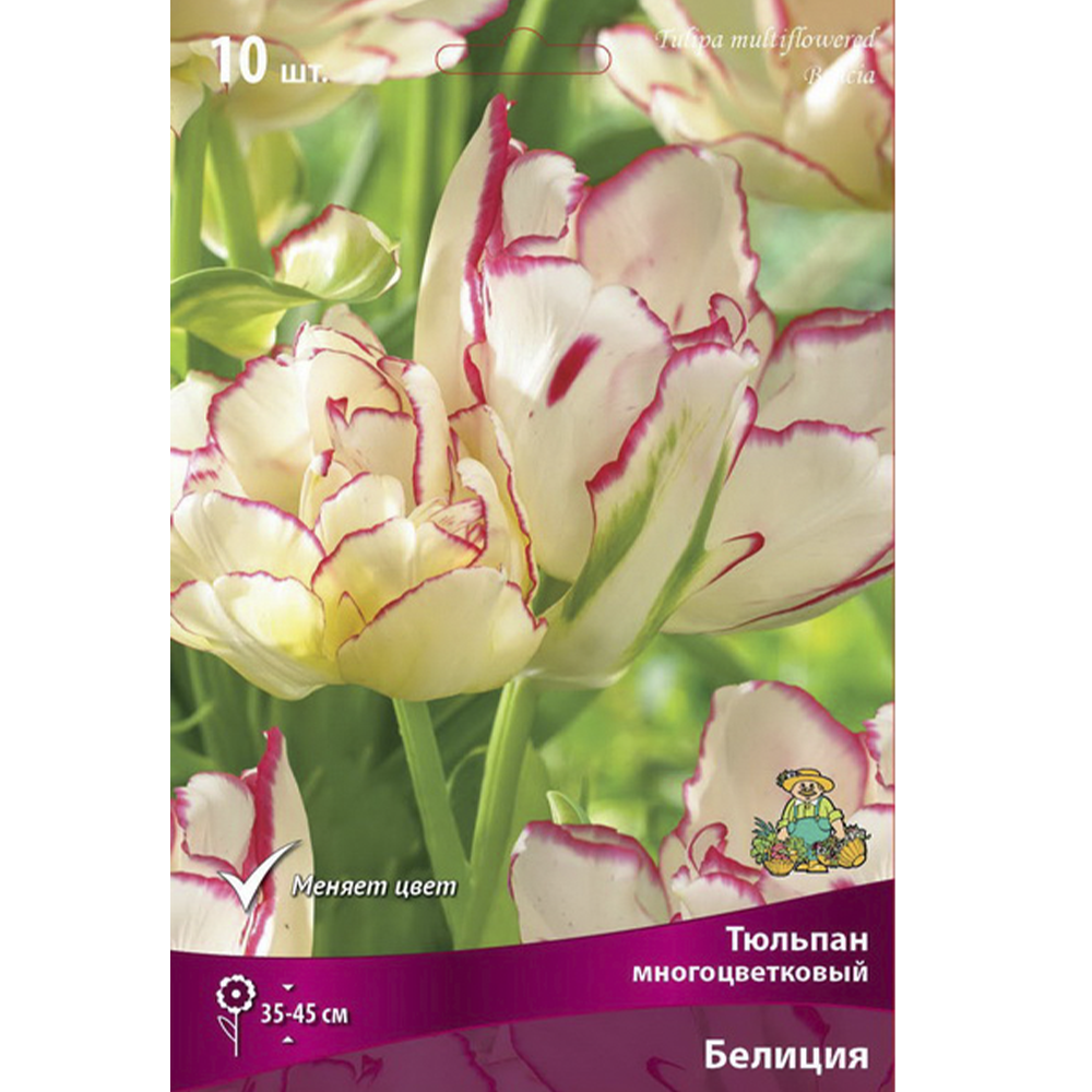 Тюльпан Многоцветковый "Белиция ", 7 шт, Поиск