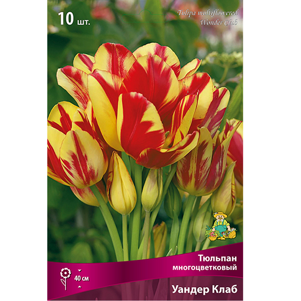 Тюльпан Многоцветковый "Уандер Клаб ", 7 шт, Поиск