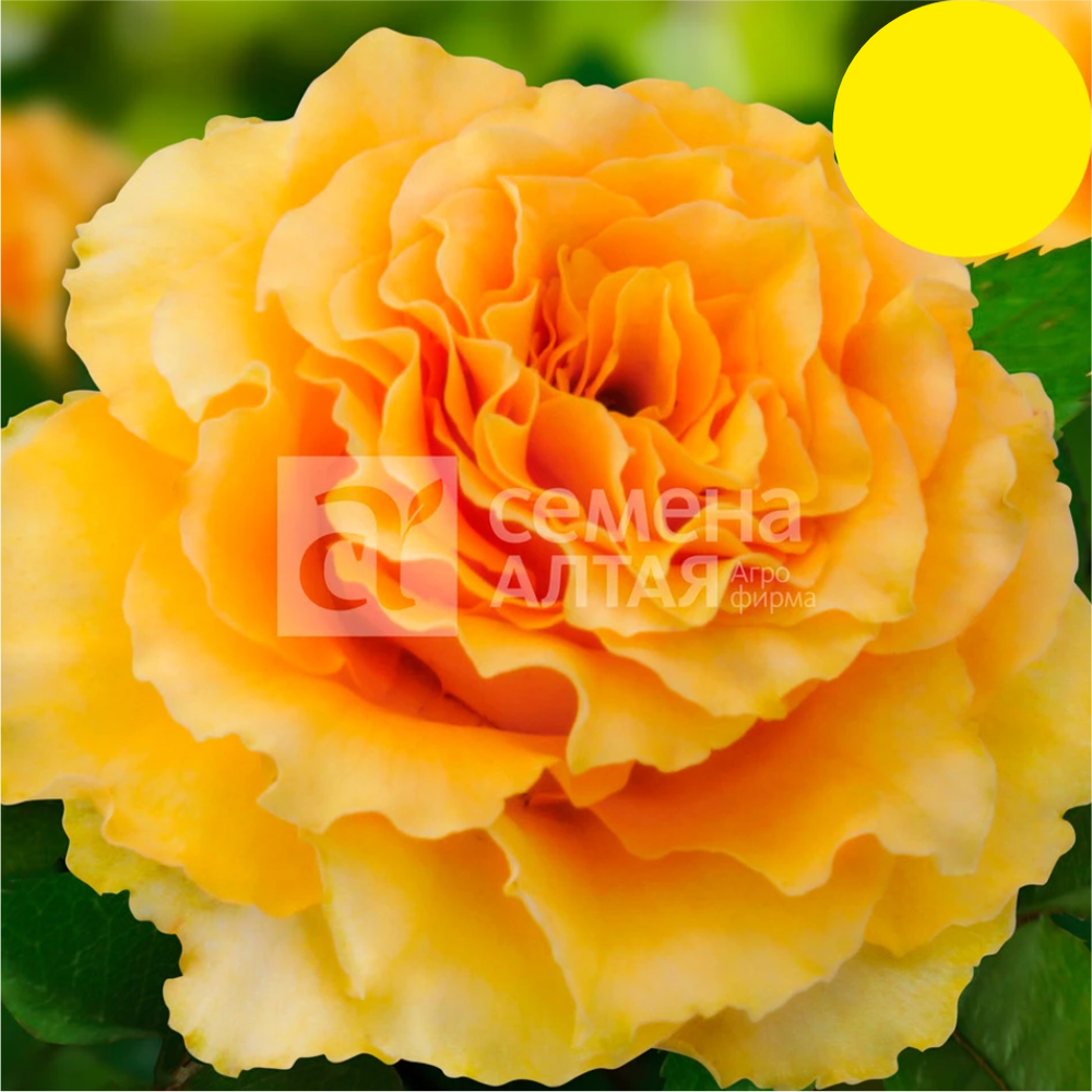 Роза "Дива", Семена Алтая, 1 шт