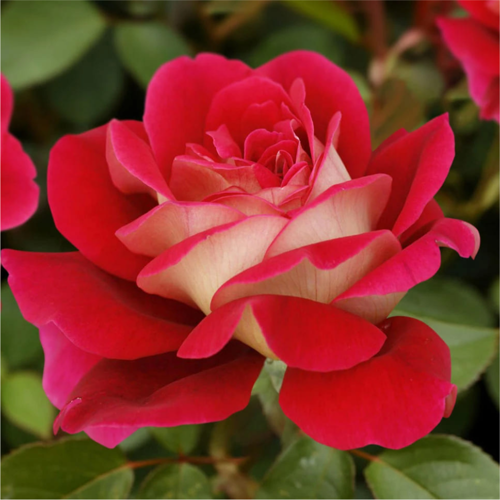 Роза "Таис", Семена Алтая, 1 шт