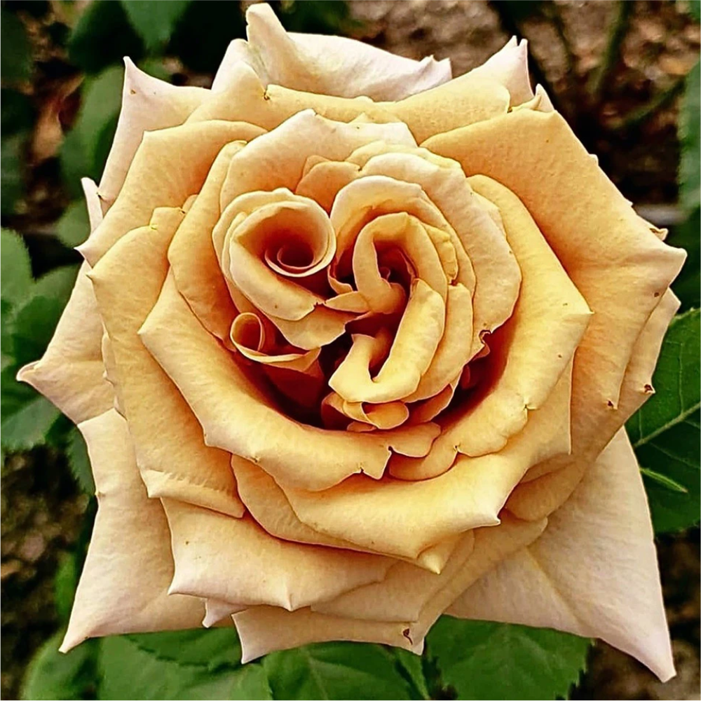 Роза "Тоффи", Семена Алтая, 1 шт