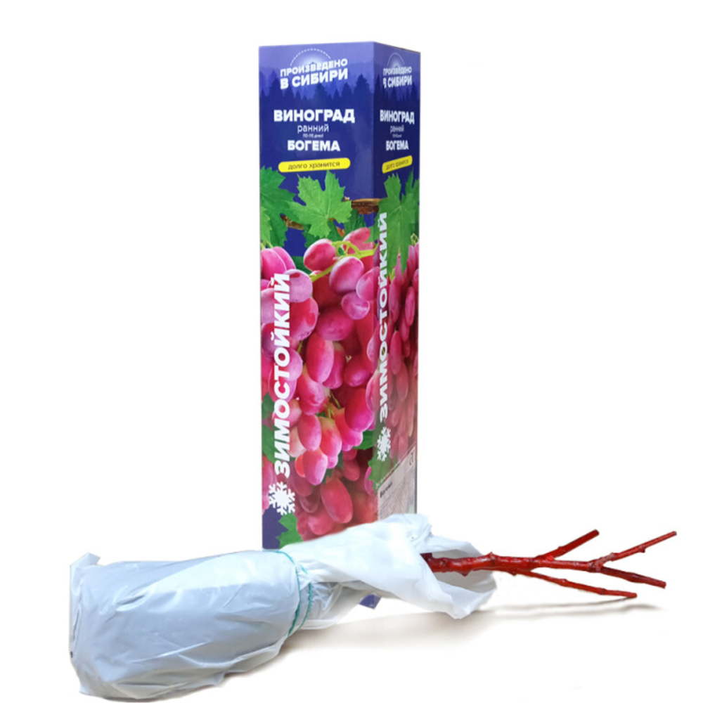 Виноград "Богема", Семена Алтая, 1 шт