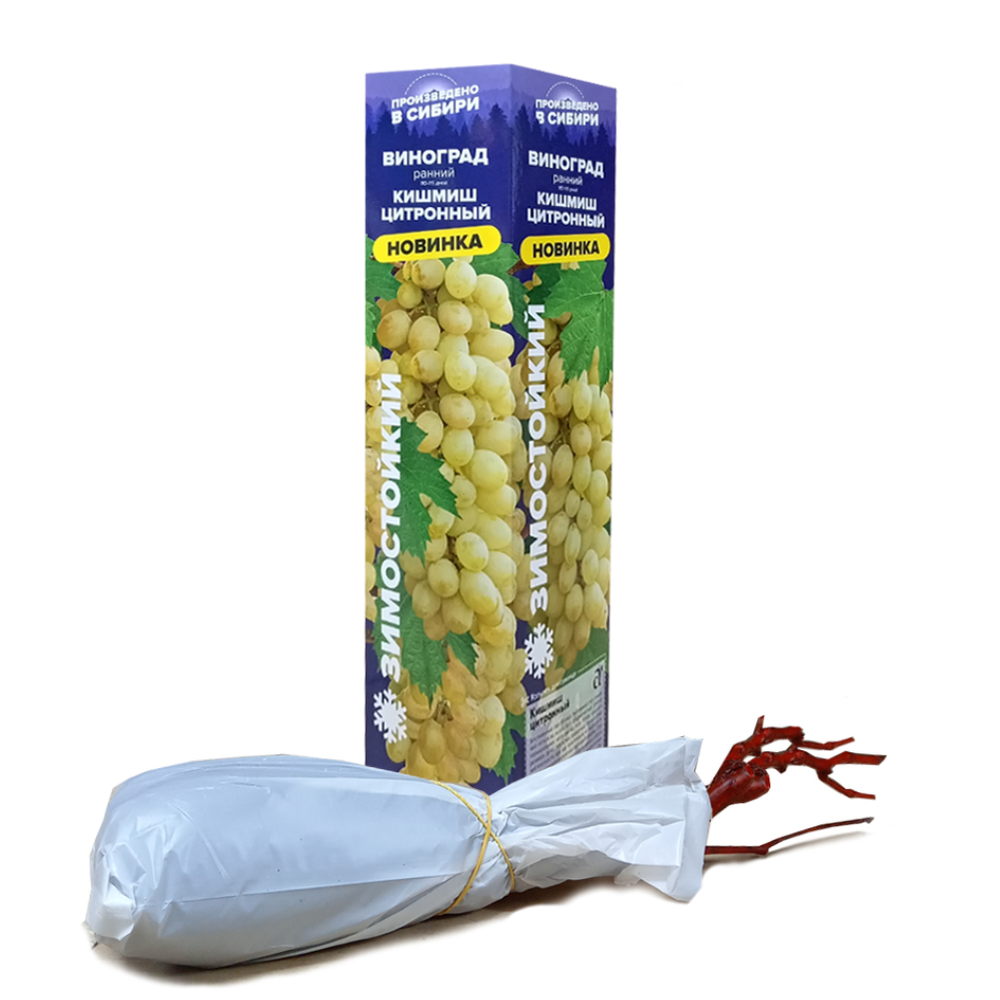 Виноград Кишмиш "Цитронный", Семена Алтая, 1 шт