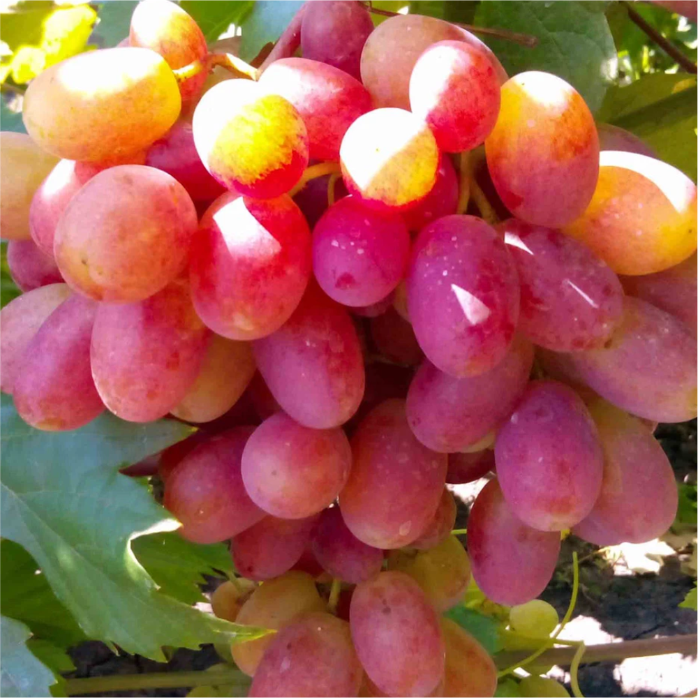 Виноград "Преображение", Семена Алтая, 1 шт