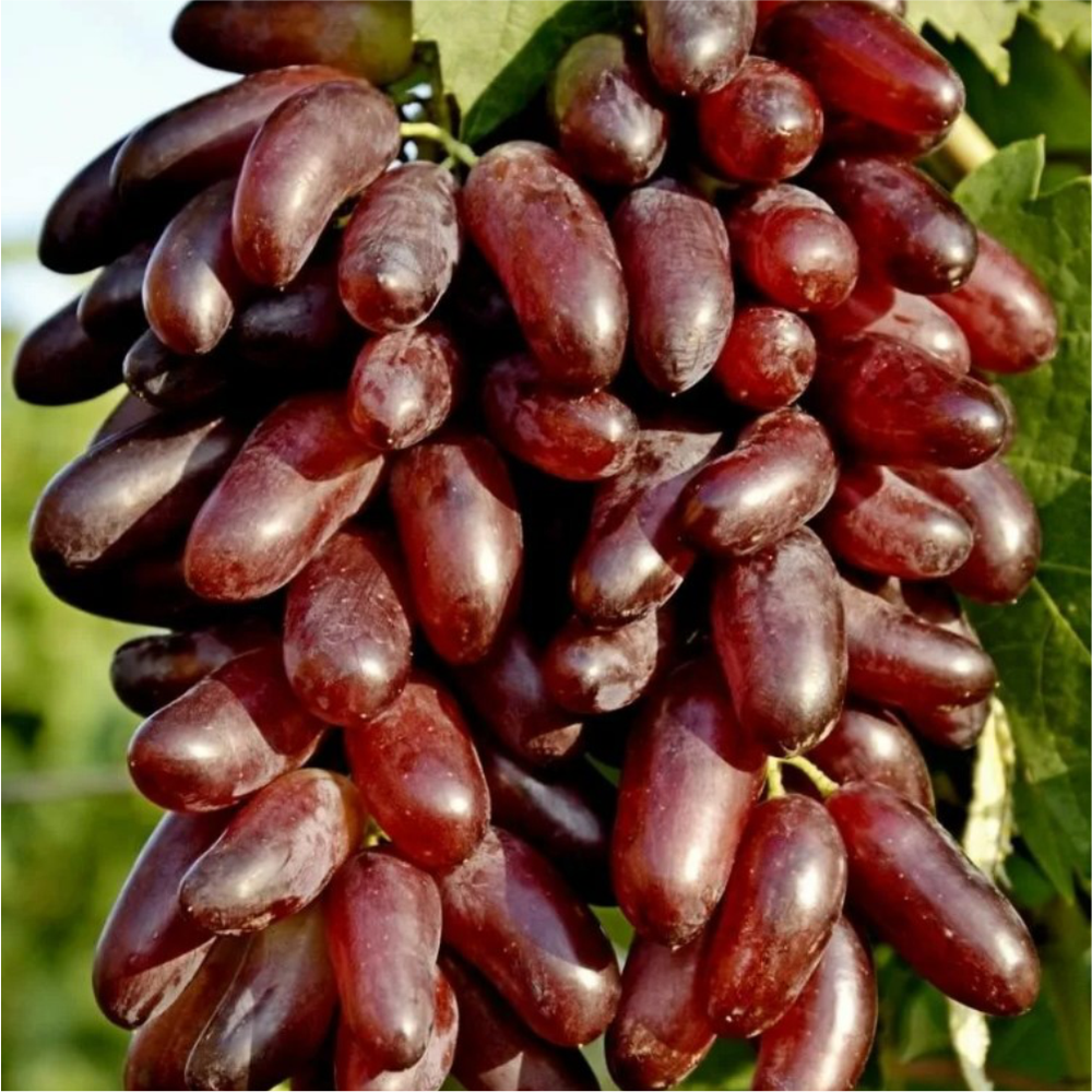 Виноград "Карнавал", Семена Алтая, 1 шт