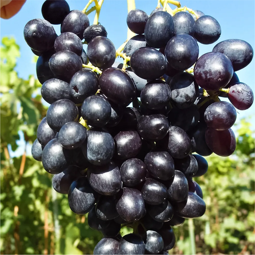 Виноград Кишмиш "Лорд", Семена Алтая, 1 шт