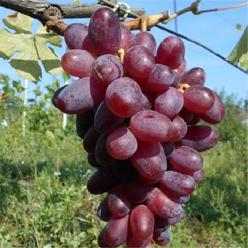 Виноград "Эталон", Семена Алтая, 1 шт