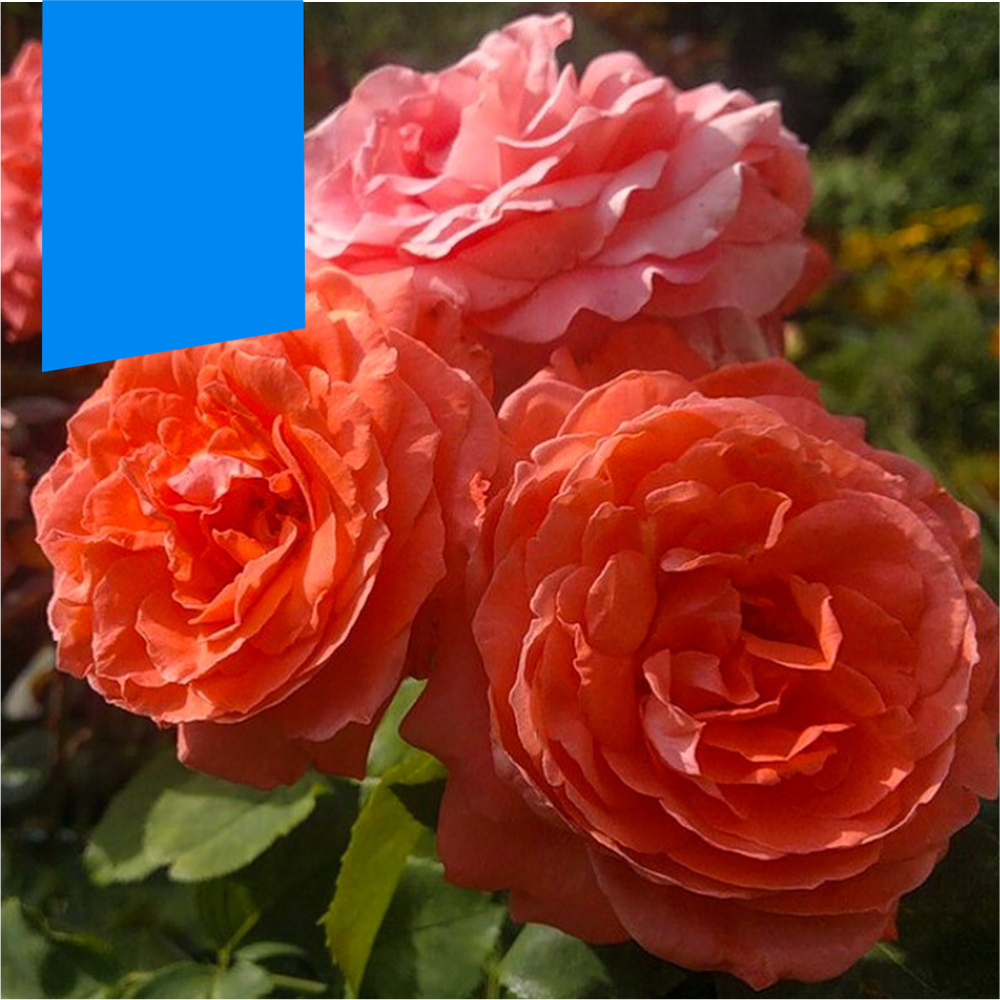 Роза "Ди Ди Бриджуотер", Семена Алтая, 1 шт