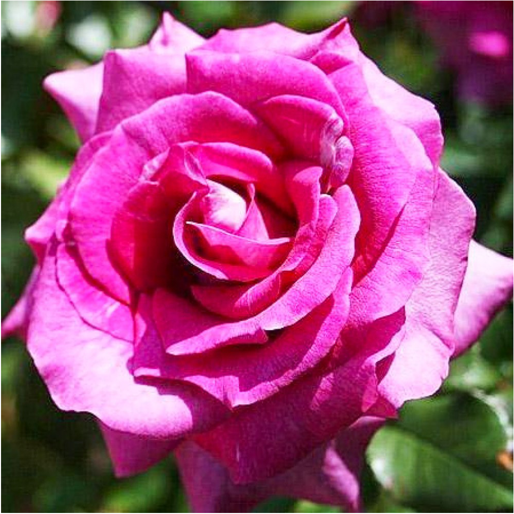 Роза "Интрига", Семена Алтая, 1 шт