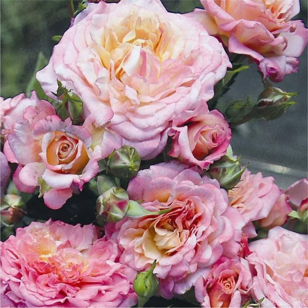 Роза "Кантри Гёрл", Семена Алтая, 1 шт