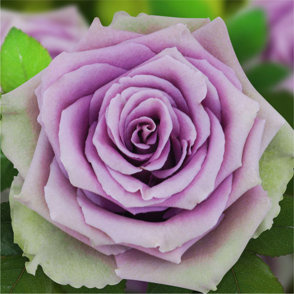 Роза "Тиара", Семена Алтая, 1 шт