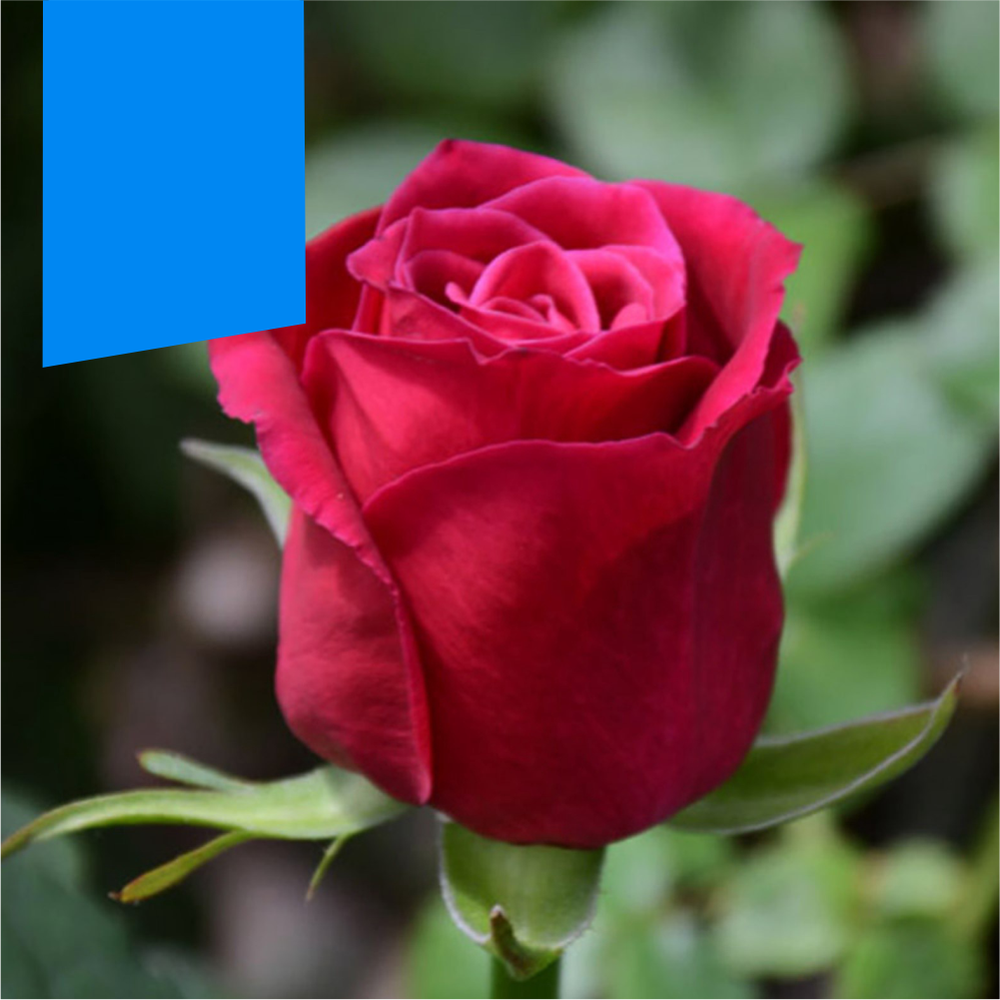 Роза "Шангри Ла", Семена Алтая, 1 шт