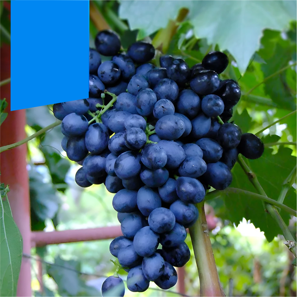 Виноград "Аттика", Семена Алтая, 1 шт