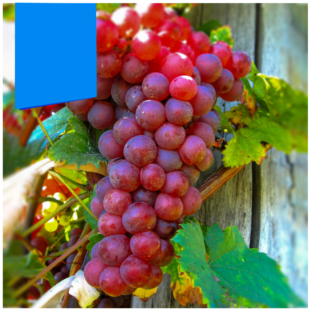 Виноград "Калина", Семена Алтая, 1 шт