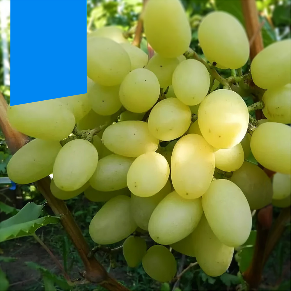 Виноград "Кишмиш Саграйон", Семена Алтая, 1 шт