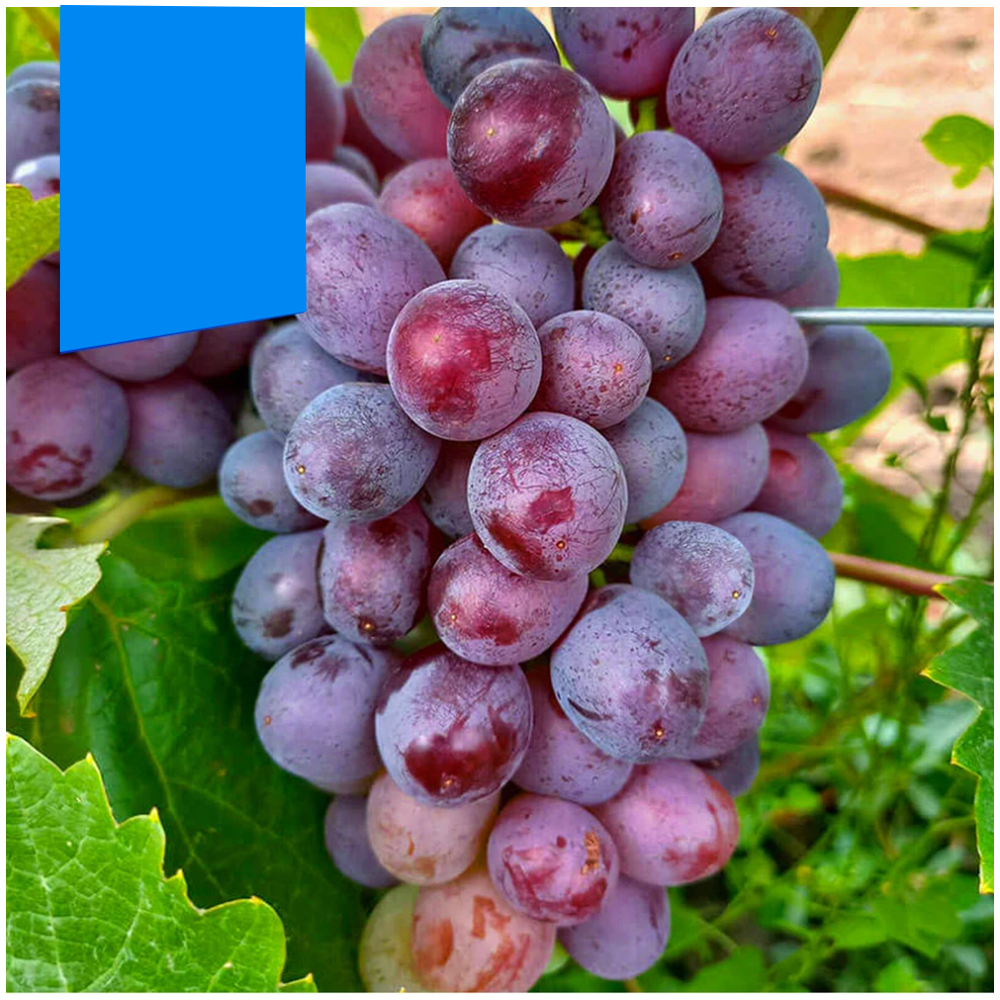 Виноград "Клубничный", Семена Алтая, 1 шт