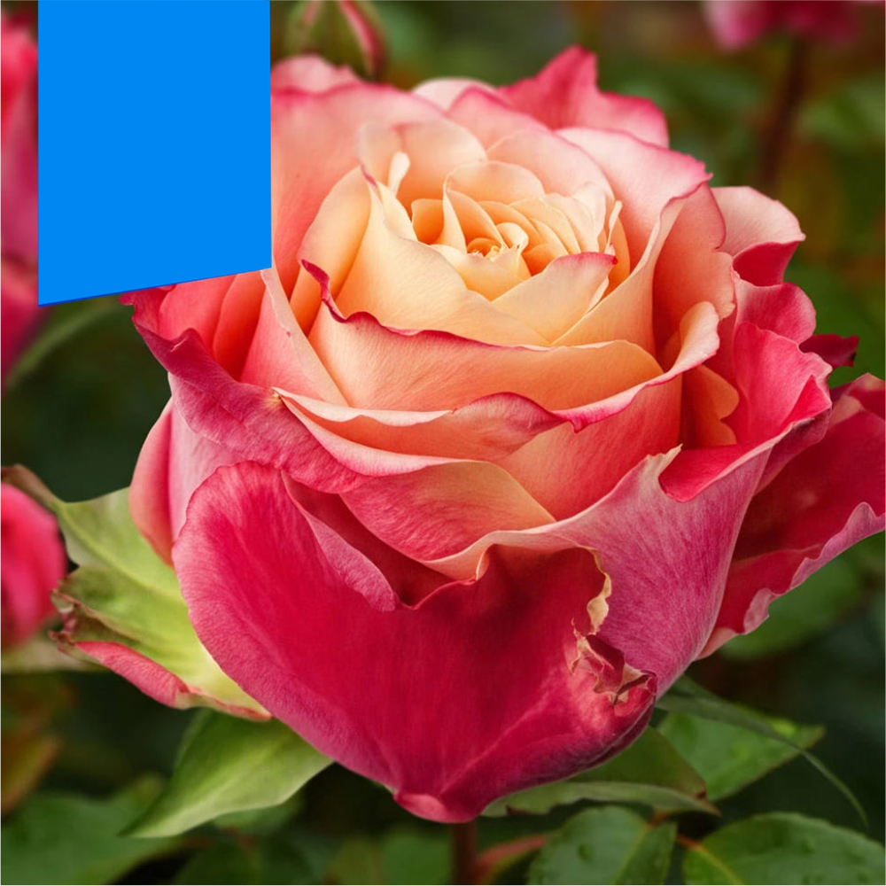 Роза "3D", Семена Алтая, 1 шт