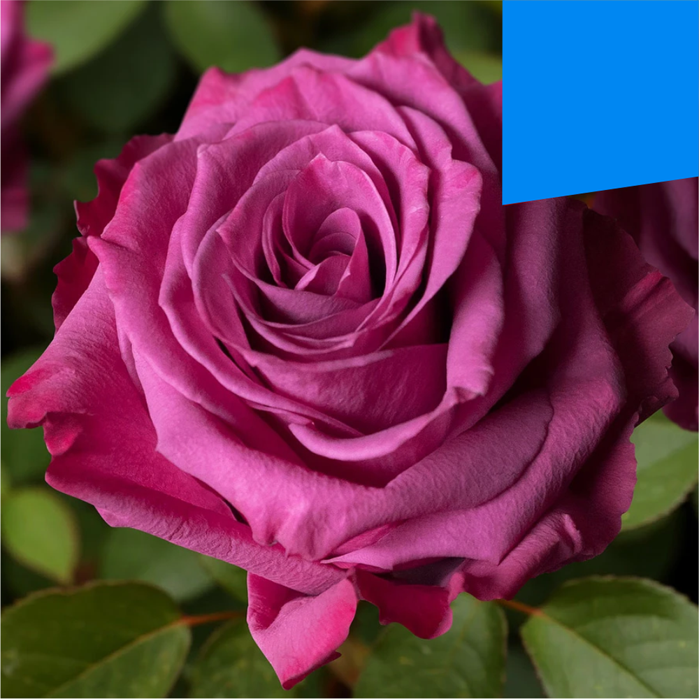 Роза "Блуберри", Семена Алтая, 1 шт