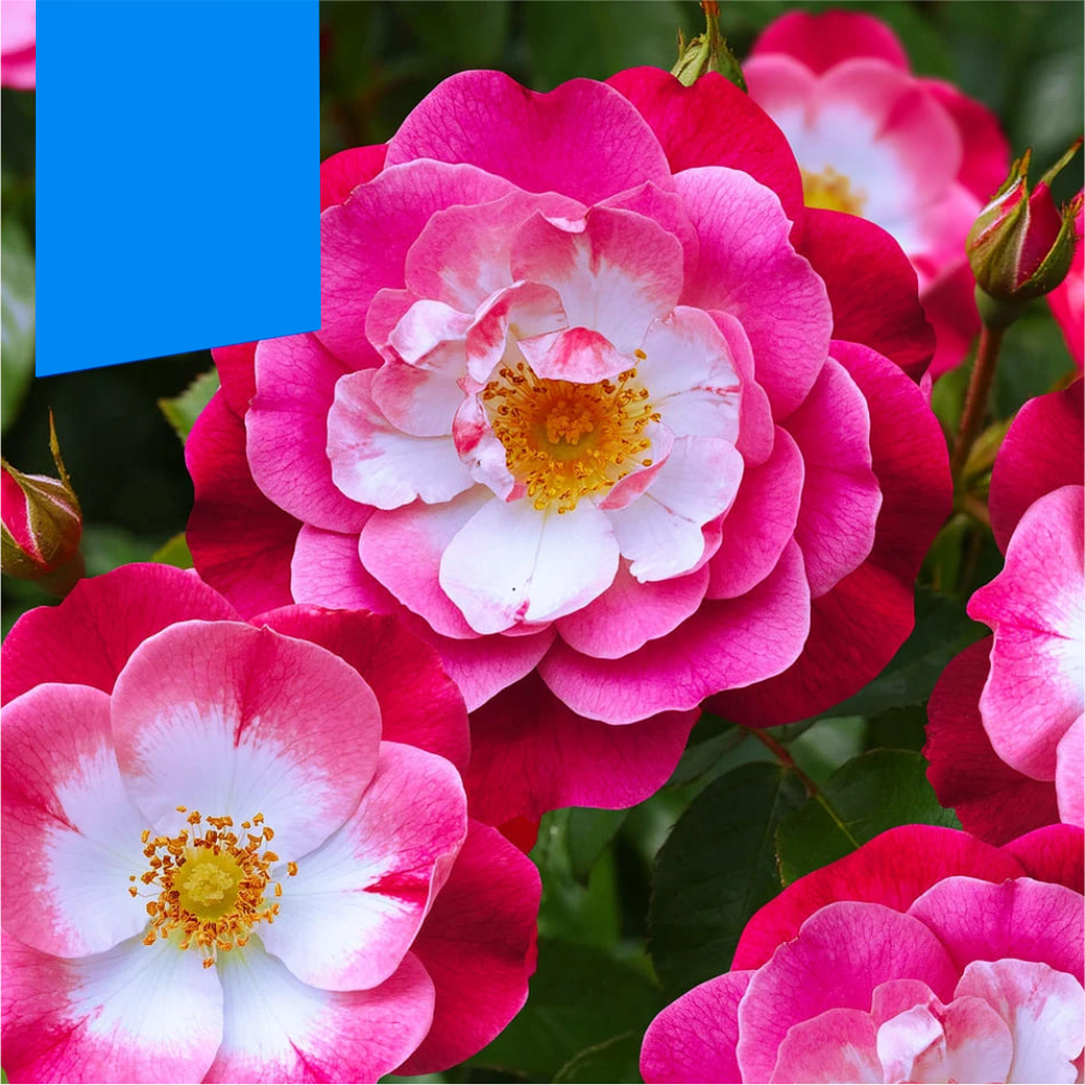 Роза "Гритингс", Семена Алтая, 1 шт