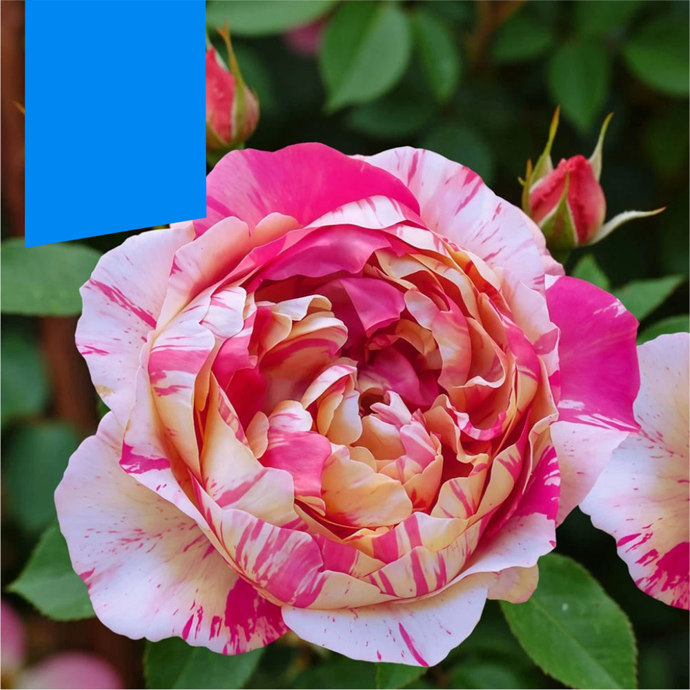 Роза "Жюли Андриё", Семена Алтая, 1 шт