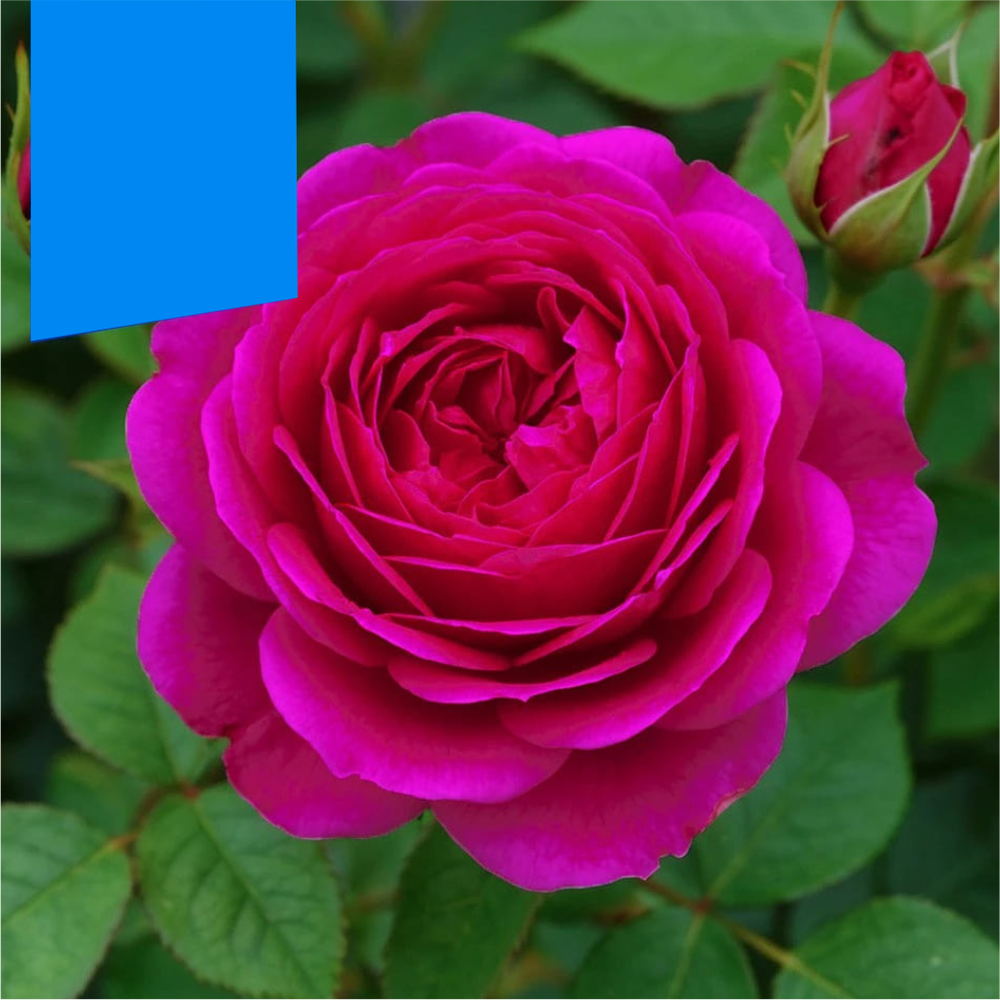 Роза "Иоганн Вольфганг фон Гете", Семена Алтая, 1 шт