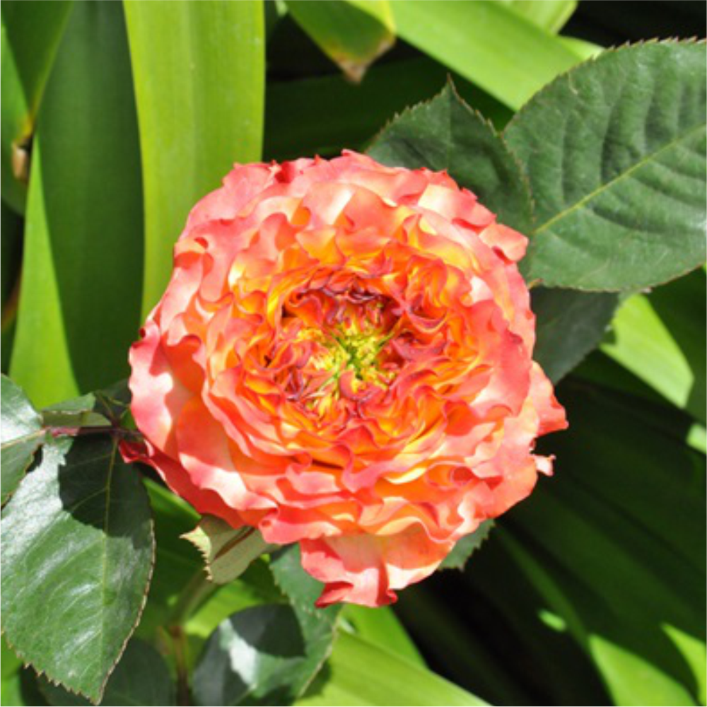 Роза "Кабана", Семена Алтая, 1 шт