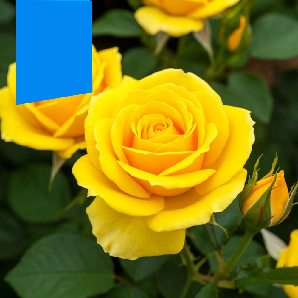 Роза "Керио", Семена Алтая, 1 шт