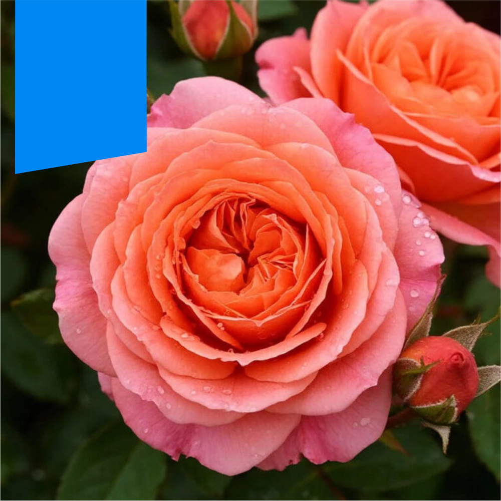 Роза "Мами Дитьер", Семена Алтая, 1 шт