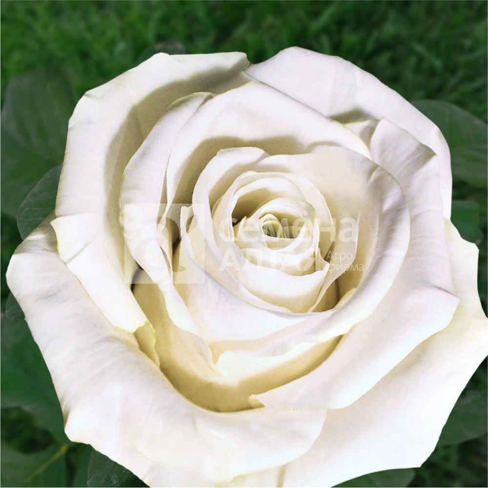 Роза "Маруся", Семена Алтая, 1 шт