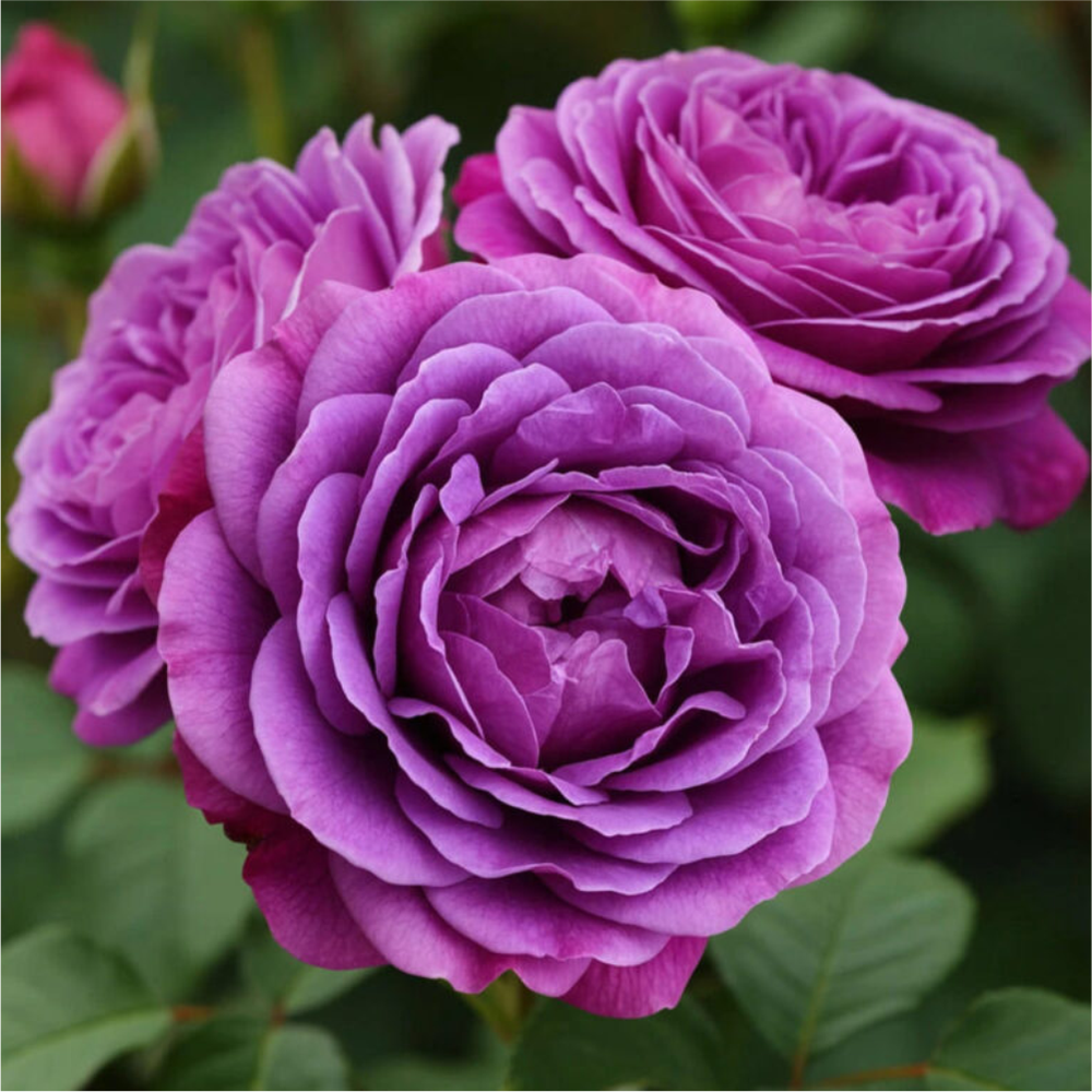 Роза "Минерва", Семена Алтая, 1 шт