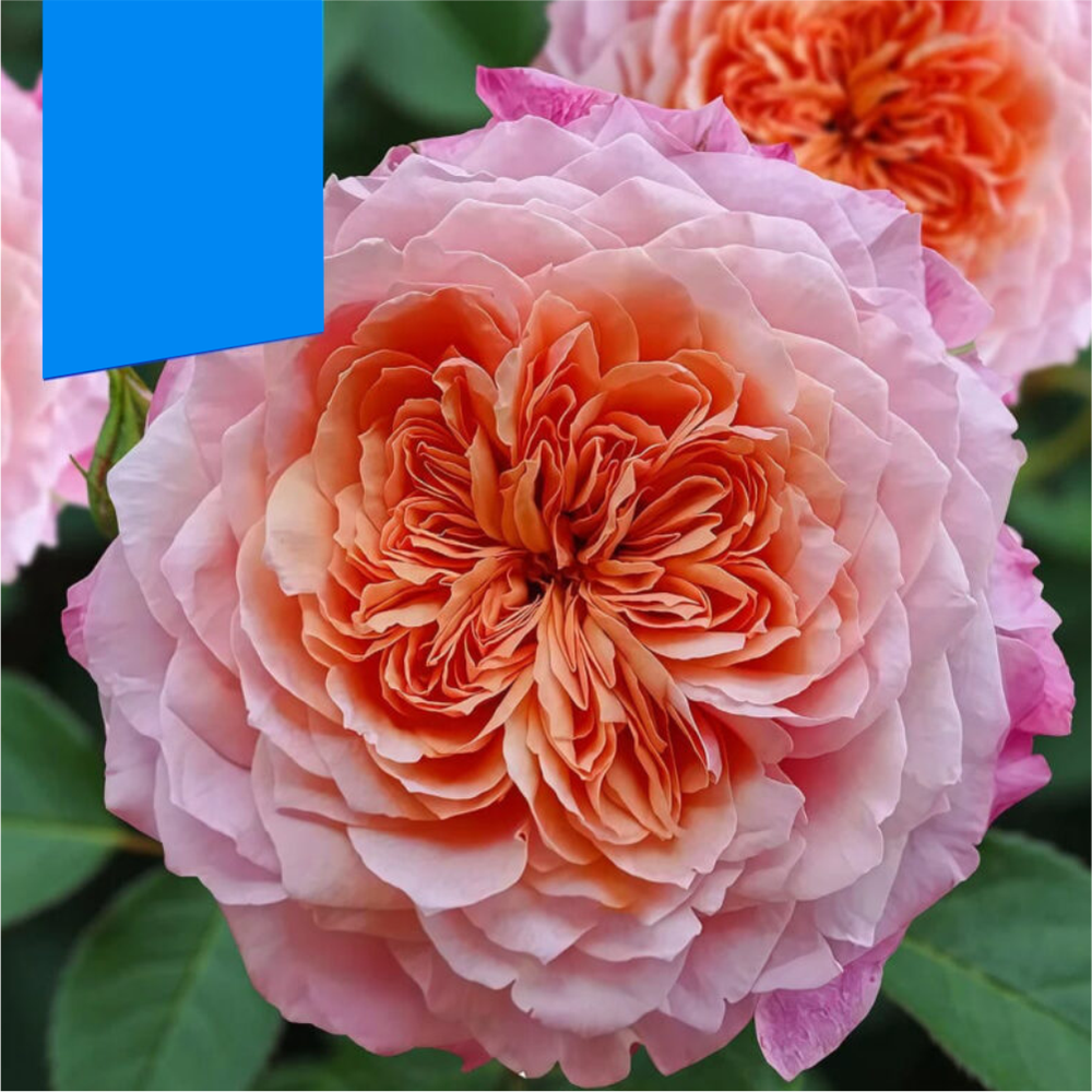 Роза "Мияби", Семена Алтая, 1 шт