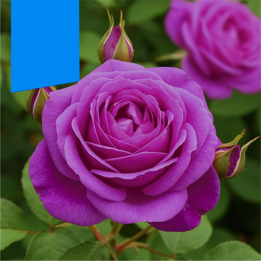 Роза "Парфюм де Рев", Семена Алтая, 1 шт