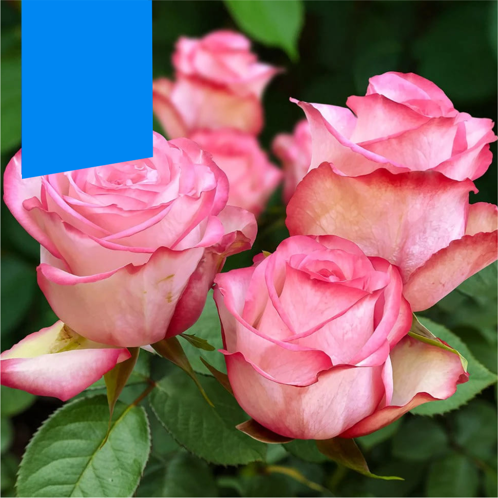 Роза "Паулина", Семена Алтая, 1 шт