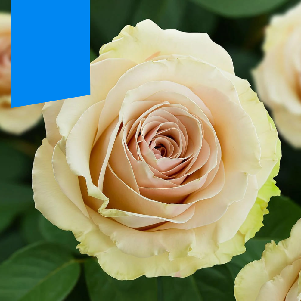 Роза "Помпеи", Семена Алтая, 1 шт