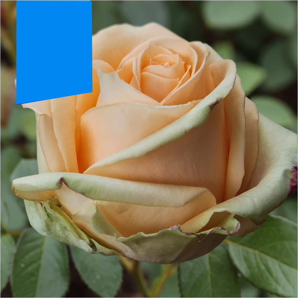 Роза "Приорити", Семена Алтая, 1 шт