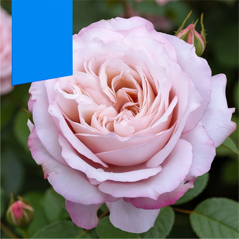 Роза "Розенфасцинацион", Семена Алтая, 1 шт