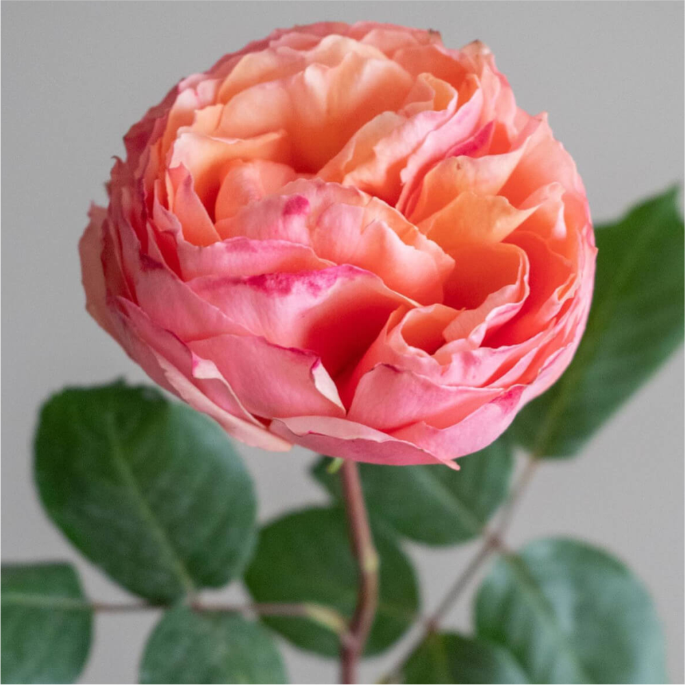 Роза "Саламансар", Семена Алтая, 1 шт