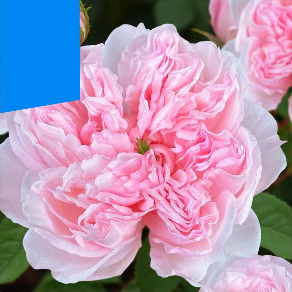 Роза "Сесиль де Воланж", Семена Алтая, 1 шт