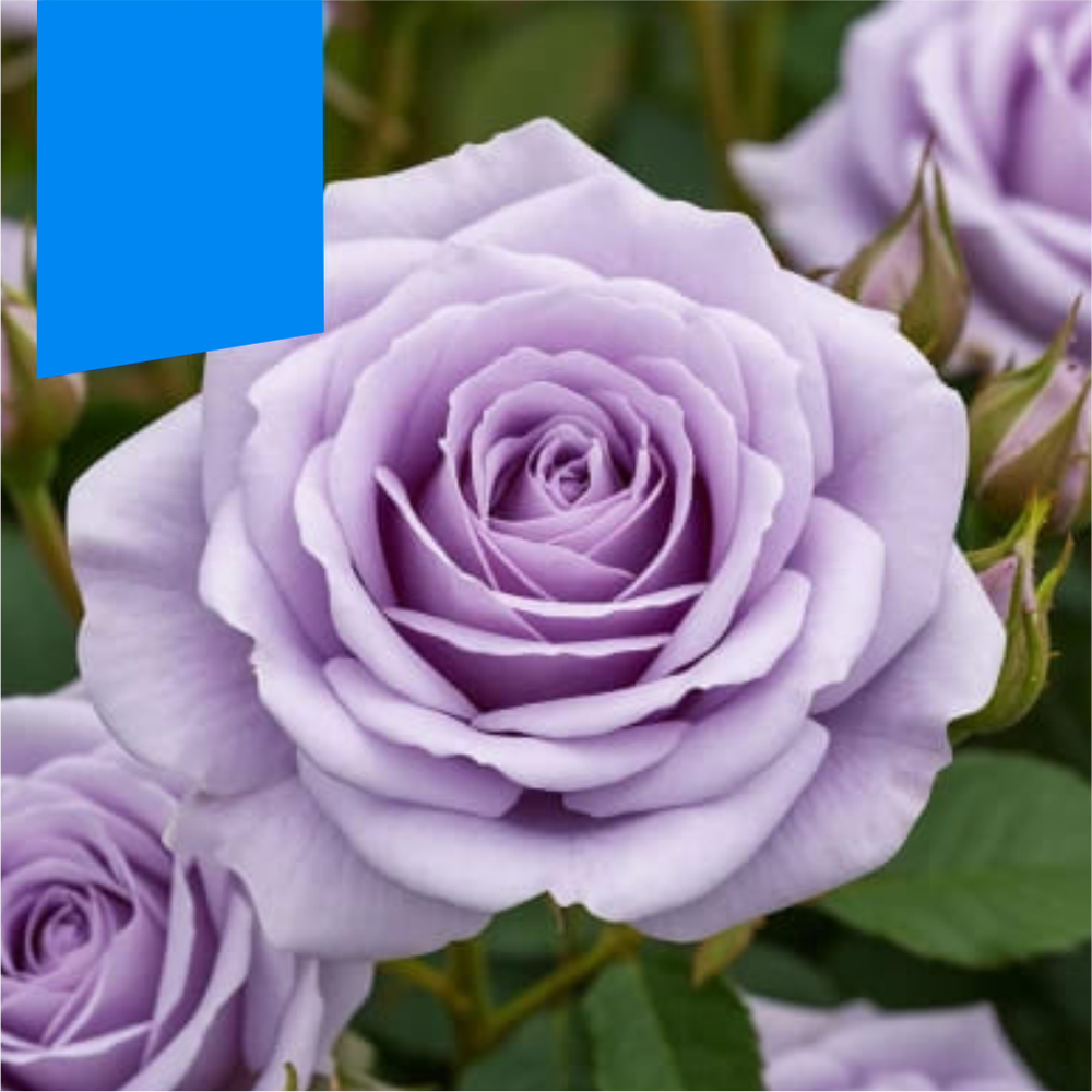 Роза "Стерлинг Сенсейшн", Семена Алтая, 1 шт