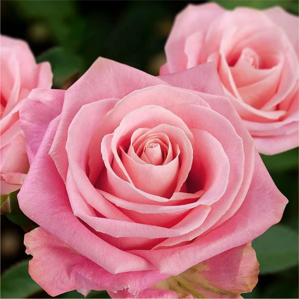 Роза "Хермоза", Семена Алтая, 1 шт