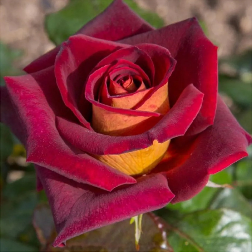 Роза "Эдди Митчел", Семена Алтая, 1 шт