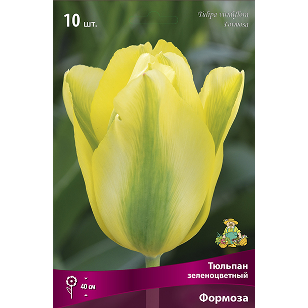 Тюльпан зеленоцветный "Формоза", 10 шт, Поиск